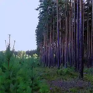 Как на участке с соснами растут овощи-ягоды?