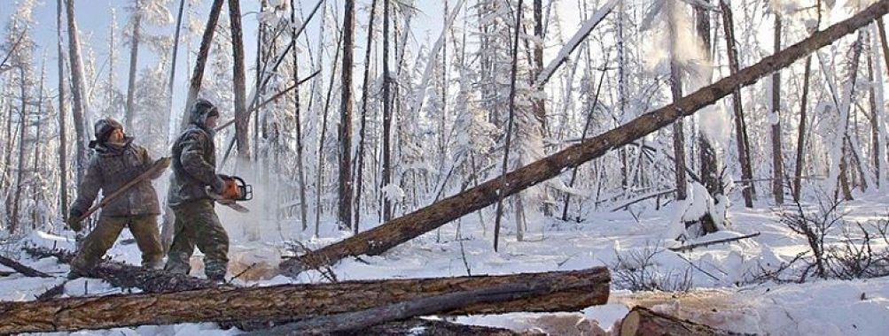Стало проще получить древесину для строительства