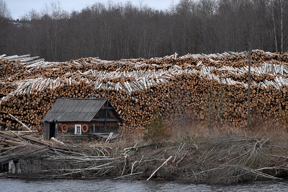 Самостоятельно организовать порубку и распил древесины тому, кто желает построить дом в деревне, бывает сложно. / РИА Новости