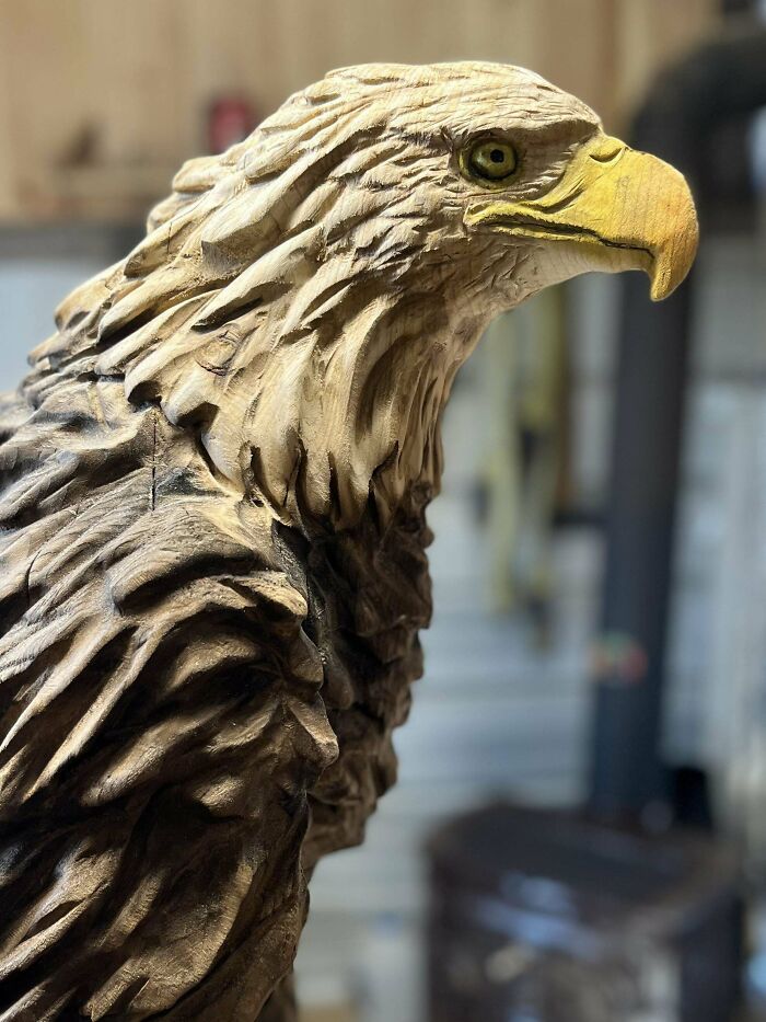 Bald Eagle, Northern White Cedar